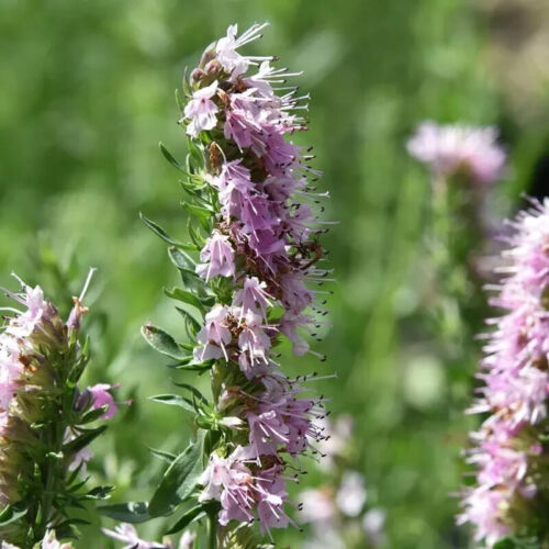 Herb plants, garden ready, 9cm pots lots of choice - Picture 60 of 298