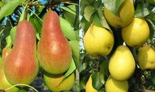 Duo-Birnenbaum Zwei Sorten - ein Baum ca. 180 cm. Birne Talgar Beauty + Pepi