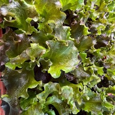 Batavia -Salat  rot  Lactuca sativa var. capitata Jungpflanzen 6er Set