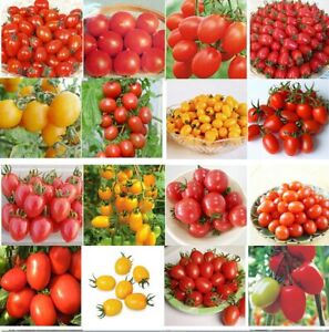 100Pcs-Seeds-Tomato-Edible-Organic-Plants-Viable-Vegetables-in-Garden-Home
