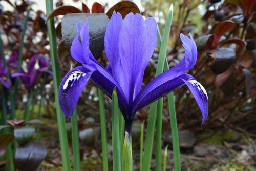 10x Iris Reticulata Harmony Bulbs Blue Spring Flowering Garden Dwarf Flowres - Picture 11 of 11