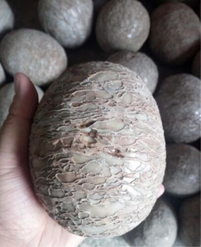 Segnosaur Dinosaur Egg Fossilized Crystallized Fossil Jurassic Cretaceous World - Picture 1 of 6