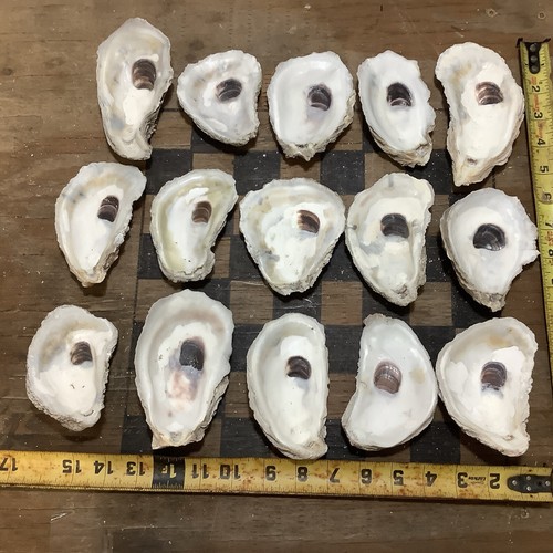Lot #1 of 15 Large Cleaned Oyster Shells For Decoupage Craft Art