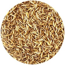 5kg Soldatenfliegenlarven Hermetia Larve Koi Vögel Reptilien Igel wie Mehlwürmer