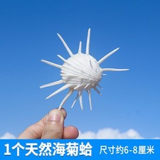 Natural White Chrysanthemum Clam Shell 6 to 8cm Aquarium Decor Specimen