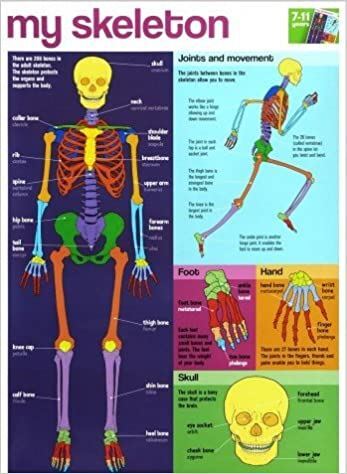 My Skeleton Wallchart (Byeway Wall Charts)