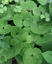 15 Fresh Wild Ginger (Asarum Canadense) Rhizome (Root) Divisions