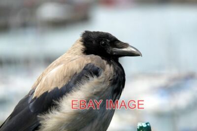 PHOTO  HOODED CROW (CORVUS CORNIX) CLOSER VIEW OF THE HEAD AND SHOULDERS OF THIS