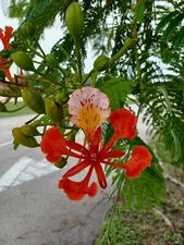 10 Royal Poinciana Seeds, Delonix regia (Gathered 2025)