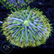 CS RAINBOW FUNGIA PLATE CORAL - WYSIWYG LIVE CORAL