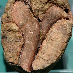 Coral Fossil, Cyathophyllum bolivianum: Bolivia Devonian rugose coral - Hyolith