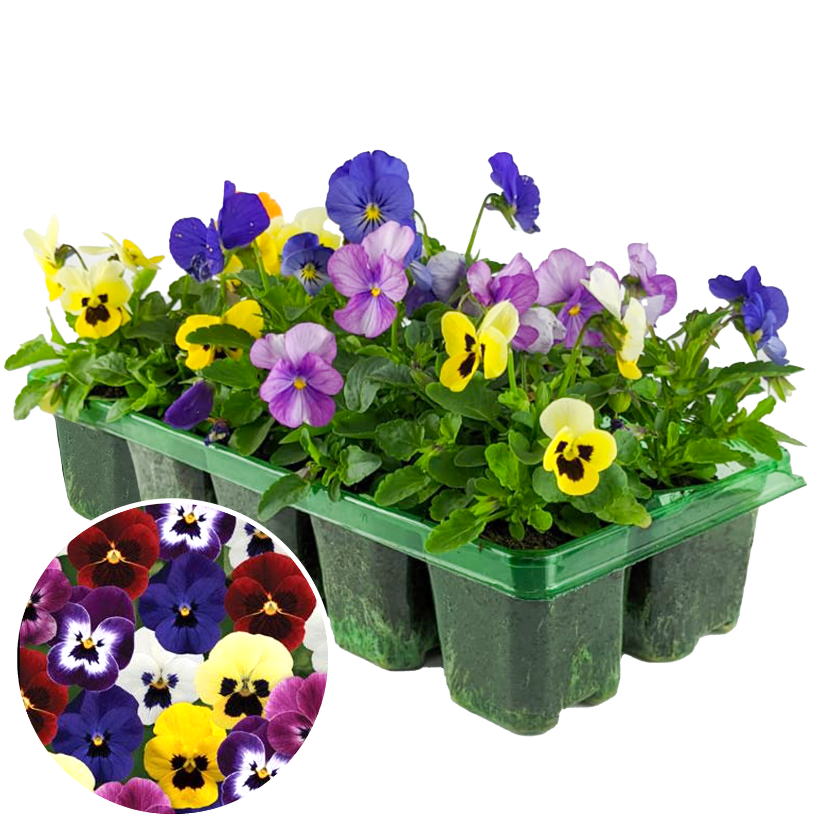 Viola Mix | 6 Pack of Vibrant Garden Ready Bedding Plants for Pots Containers