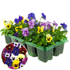 Viola Mix | 6 Pack of Vibrant Garden Ready Bedding Plants for Pots Containers