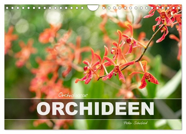"Calendar 2027 · US Version · Orchidaceae - Orchids (Wall Calendar 2027 12\" × 8\""-image