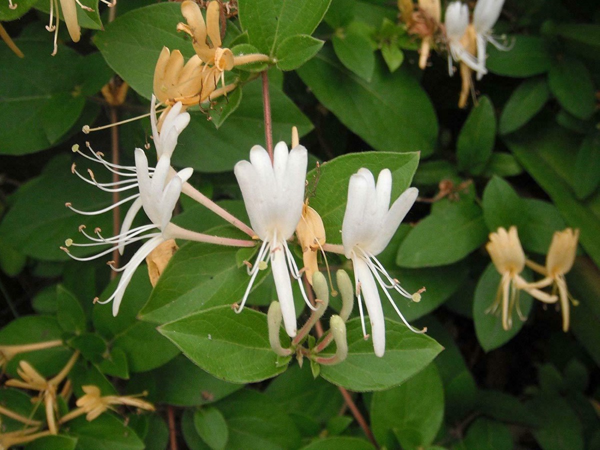 20 pc Japanese Honeysuckle Plant Vine Seed Organic Natural Grown Edible Vine  | eBay