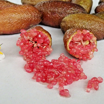 Australian Finger Lime Grafted Plant Ricks Red Caviar Lime Tree Tropical 20''