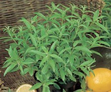 Verbena Lemon Aloysia citrodora Lippia citriodora herb plant 9cm pot