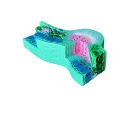 Modello di Anatomia Fogliare Dettagliato Modello di Foglia Didattico per Scuole