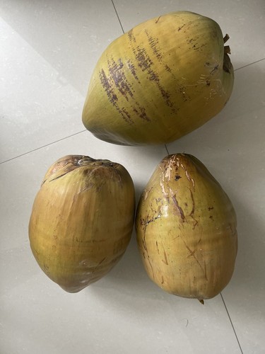 (3 PACK) FRESH WHOLE COCONUT HAND PICKED FRESH HARVEST FREE SHIPPING - Picture 2 of 2