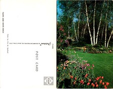 Colorful Tulips and White Birch Tree Flower Postcard unused 55143