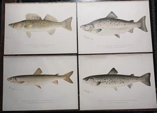 4 Original Antique Chromolithograph Fish Prints by Denton, 1897