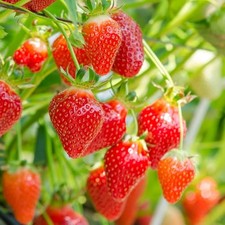 Strawberry Fruit Seeds for Planting Home Garden Outdoor
