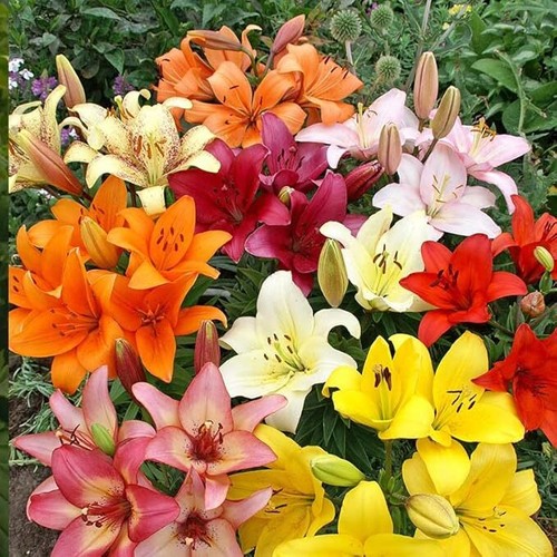 Complete Flower Bulb Garden - 75 Bulbs for 50 Days of Continuous Blooms (Summer - Picture 6 of 6