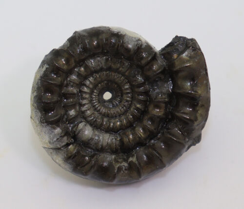 Ammonite, Echioceras rarostatum, Giura, Sinemur, Charmouth, Dorset, Regno Unito -L119 - Foto 3 di 7