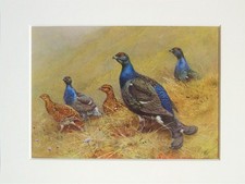 Black Grouse Bird - George Lodge - 1950s Vintage Mounted Colour Print
