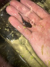 Bristlenose Pleco 1.25- 2 inch 5 pack