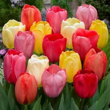 1-50 Mixed Darwin Hybrid Tulip Perennial Autumn Garden Flower Bulb Corm Outdoor