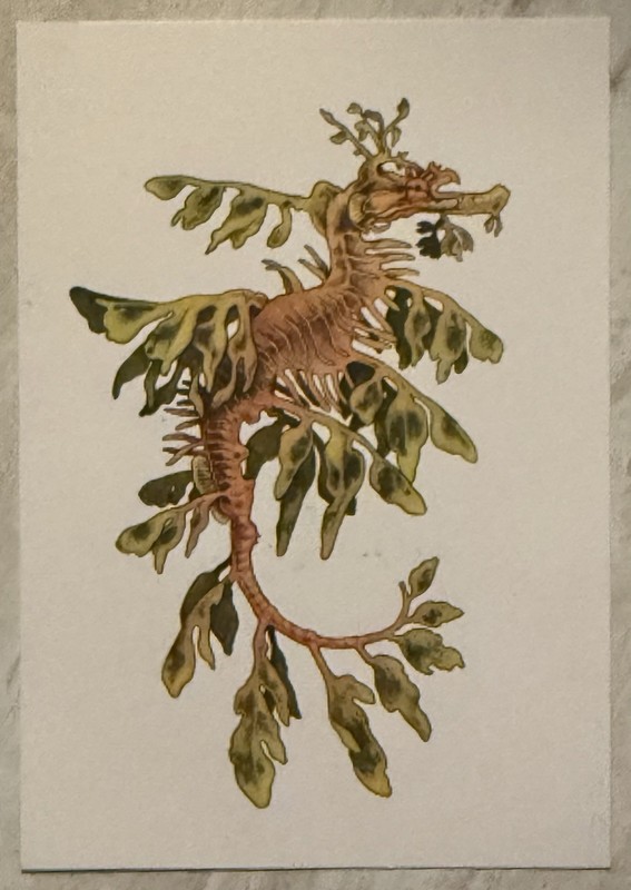 Leafy Sea dragon Illustration Postcard Decor PC830 Ephemera Card