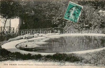 Paris 75 Jardin des Plantes Caimans a mouseau de Brochet Alligator Mississipensi