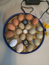 Hatching Eggs Barnyard Mix  12+ eggs