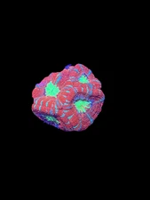 WYSIWYG Red and Green Asian Acan Lord Live Coral Frag SPS LPS Reef Aquarium