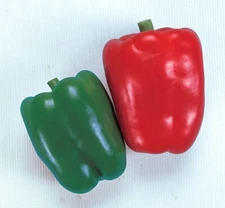 55+ California Wonder Bell Pepper BIG Heirloom Seeds NON-GMO Fresh Garden FAST