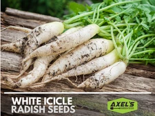 Radish Seeds - Fast Growing Heirloom Non GMO, Free Shipping, White Icicle