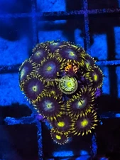 CE- WYSIWYG Mix Combo Zoa  Zoanthid Frag Live Coral LPS SPS #R1GI14