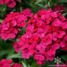 200+ Jolt Cherry Carnation Seeds for Garden Planting - USA - FREE SHIPPING!