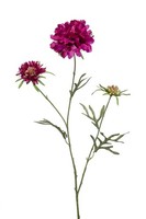 Artplants Deko Scabiosa Marua, Violett, 80Cm