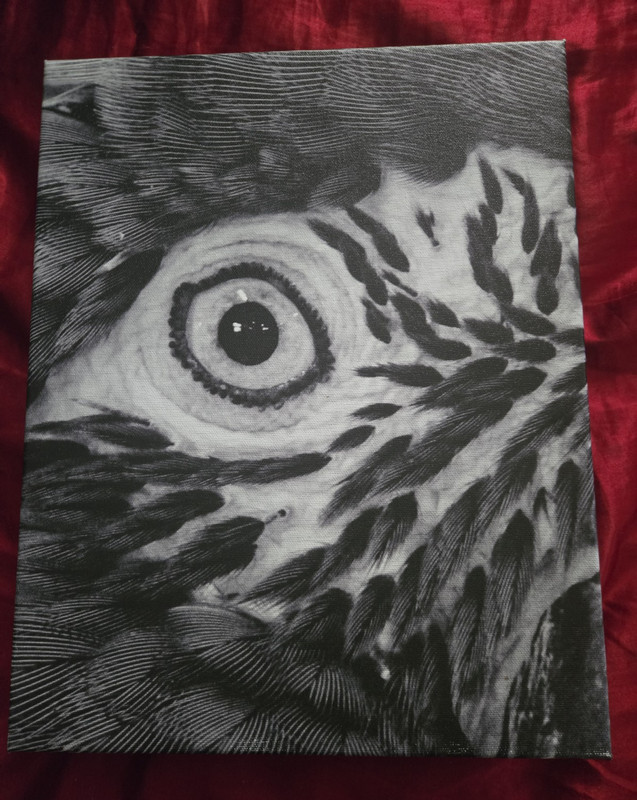 Birds Eye Ohio Zoo Canvas. By NaturedONE. One Of a kind get while it last.