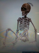 36 inch Halloween Poseable Full Body Size Skeleton Party Prop Decor Human