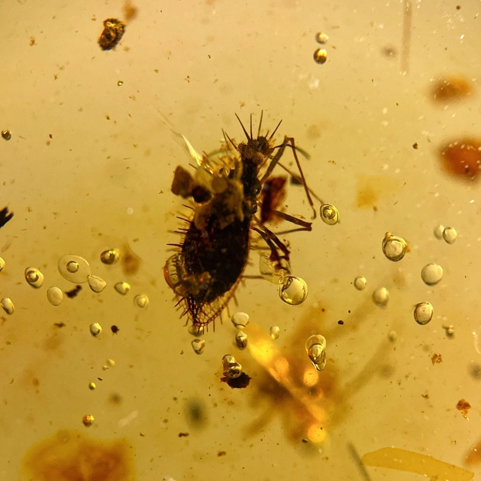 UNKNOWN SPIKEY BUG in Burmese / Burmite amber fossil / 100% genuine amber - Image 2 of 4