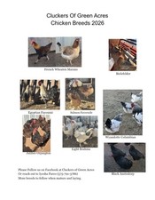 Chicken Hatching Eggs 12 Pack