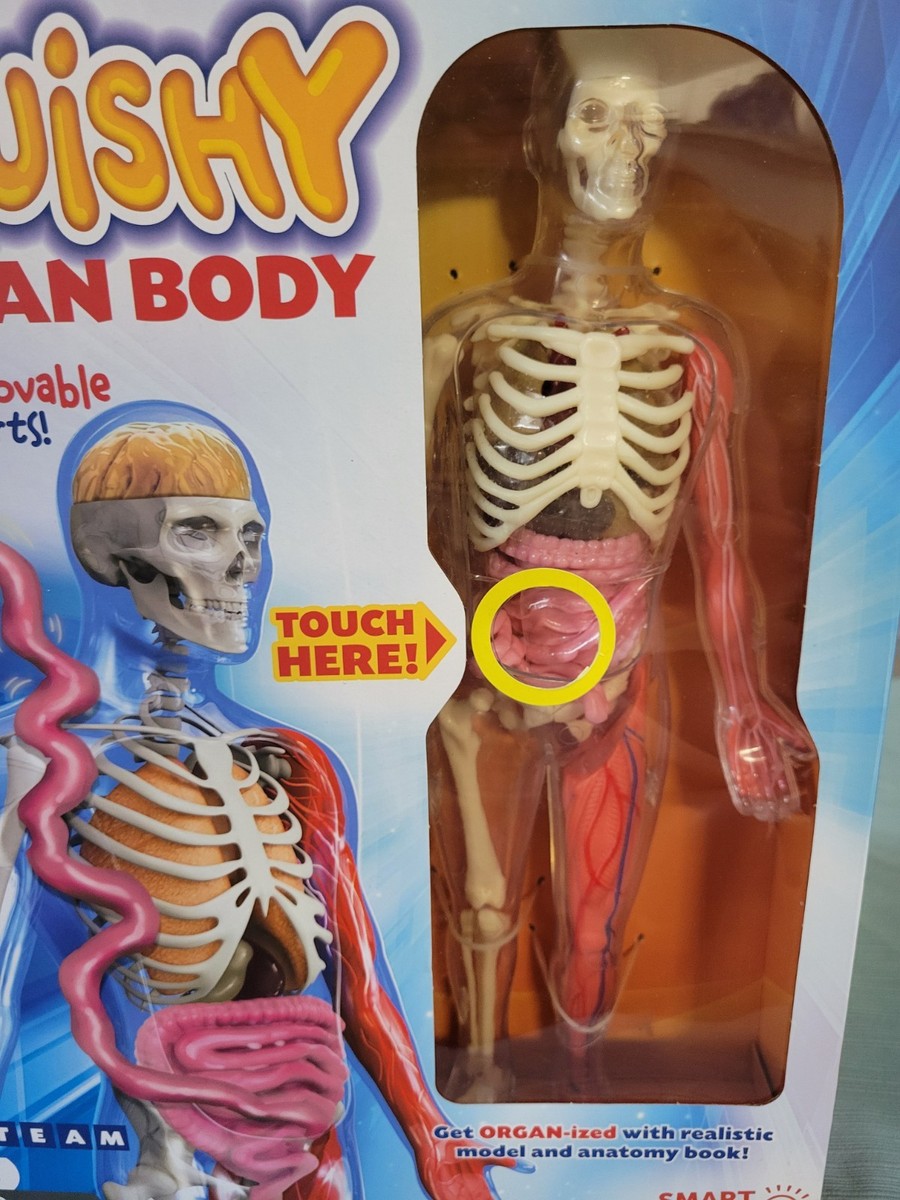 SmartLab Squishy Human Body - SL06428 for sale online | eBay