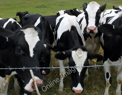 Foto 12x8 2011 : Hier ist der Moos Chitterne Eine Kuhherde wurde gemeldet c2011