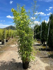 Extra Large Bamboo Aurea Gold 6ft Tall in a 10/12 Litre Pot By Direct Plants