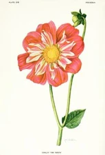 Dahlia - Ami Nonin - 1921 - Flower Illustration Magnet
