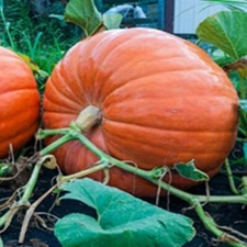 20 BIG MAX PUMPKIN SEEDS / 100+ POUNDS / HUGE / FRESH FOR GARDENS