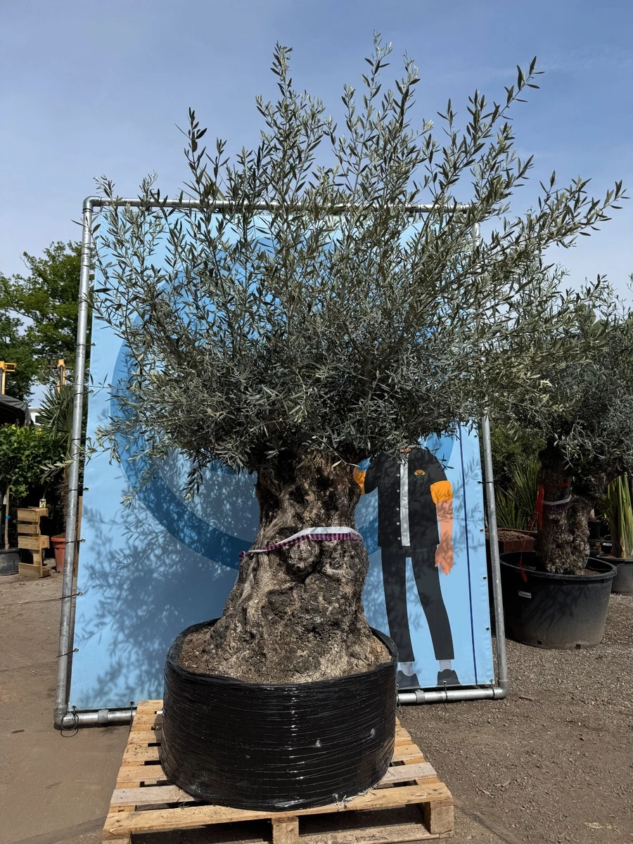 thuja maximale höhe Lebensbaum Thuja occidentalis Smaragd 120-140 cm Höhe Ballenware